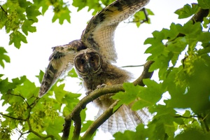 Adventskalender 2025